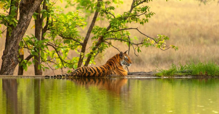 Golden Triangle Tour With Ranthambore Tour